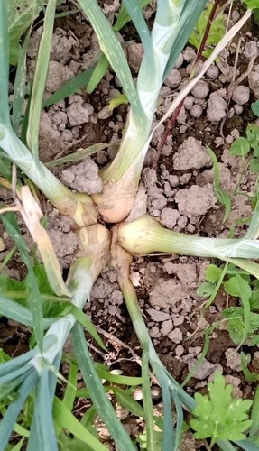 Bulbi potato onion - 10, –