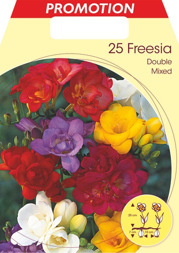 Bulbi primaverili freesia - bulbi,