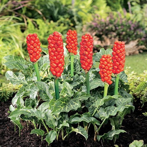 Arum italicum bulbi - , fiori