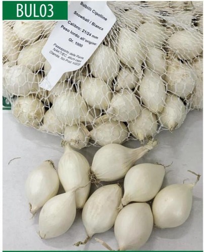 Bulbi cipolla snowball - di,