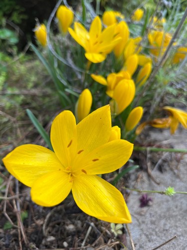 Bulbi sternbergia lutea - sternbergia,