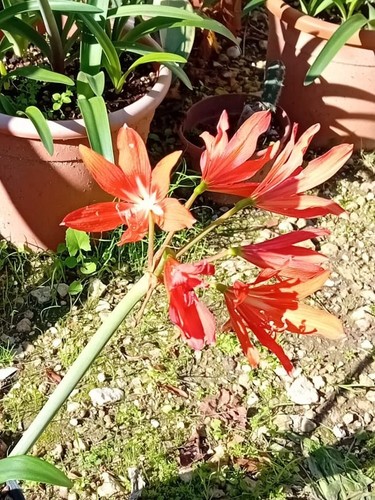 Hippeastrum ramboi amaryllis - hippeastrum, ramboi,