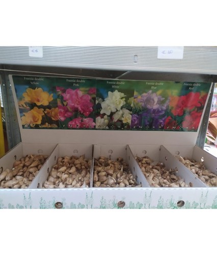 Bulbi fresia mix doppia - bulbi, di
