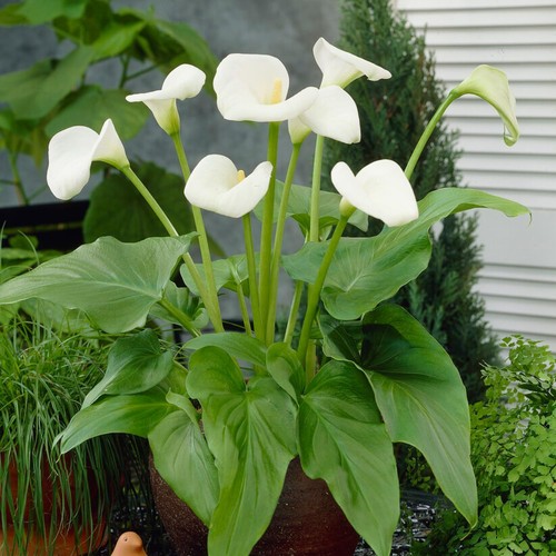 Bulbi calla resistenti - bulbi,