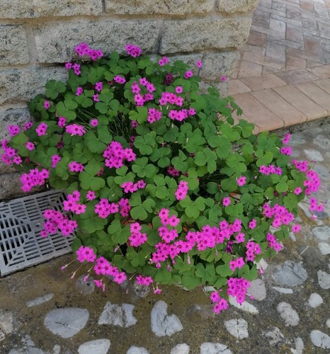 Trifoglio rosa oxalis - rosa,