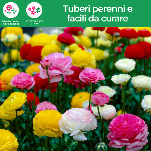 Bulbi ranuncoli mix di - ranuncoli,