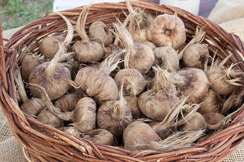 Bulbi zafferano crocus - bulbi,
