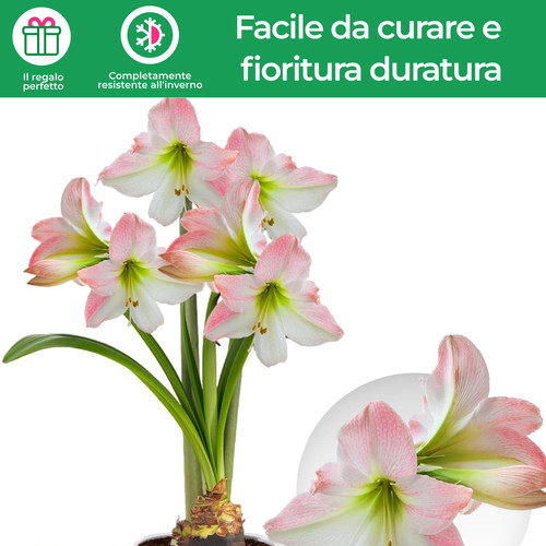 Bulbi amarillide fiore di - fiore,
