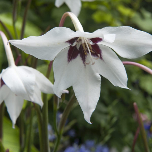 Bulbi fiore 10 - da,