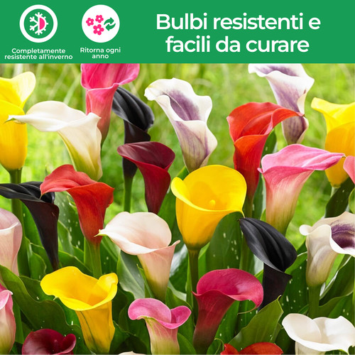 Bulbi calla resistenti - di,
