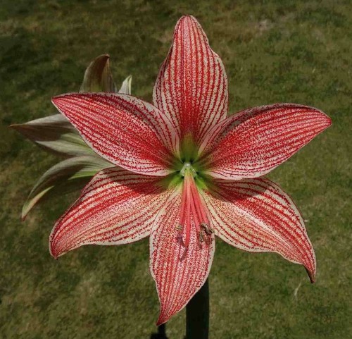 Hippeastrum lapacense