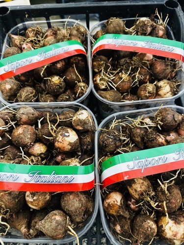 Lampascioni coltivati - lampascioni,