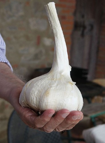 Aglione varietà aglio - aglione, di