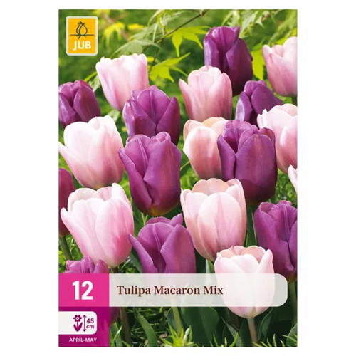 Bulbi tulipano rosa viola - tulipano, e