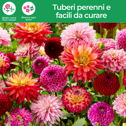 Tuberi bulbi dalia super - tuberi/bulbi, di