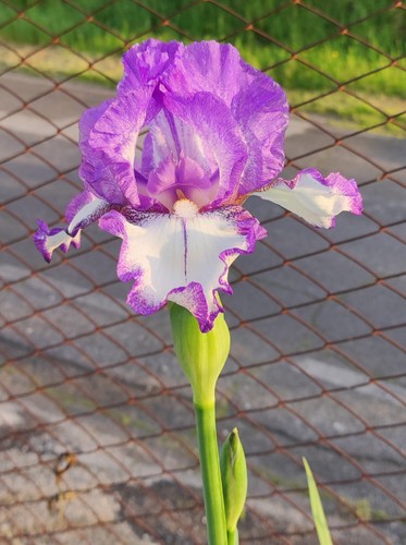 Rizomi iris germanica - 1,
