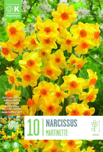 Bulbi narciso botanical - bulbi,