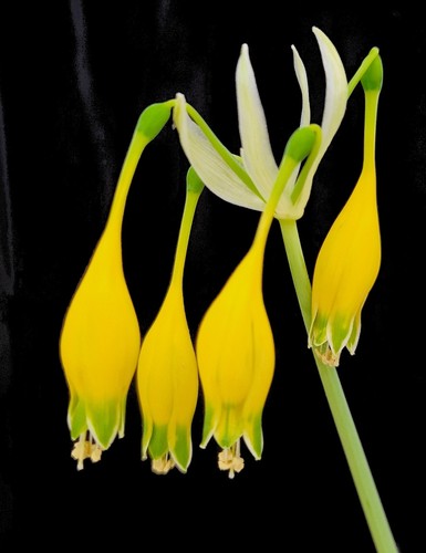 Microcratere urceolina - microcratere,
