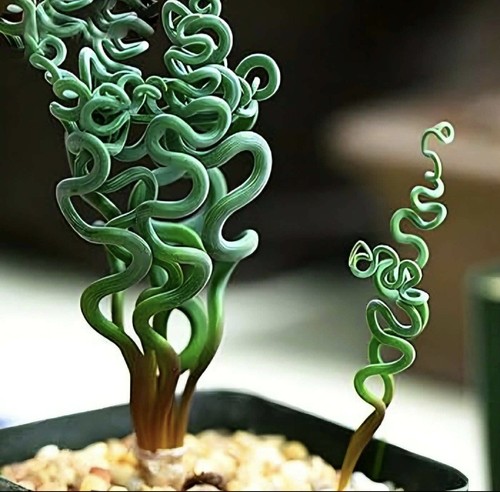 Albuca namaquensis growing - +,