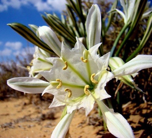 Pancratium maritimum bulb - 3🧅pancratium,