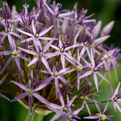 Bulbi allium giganteum - bulbi, di