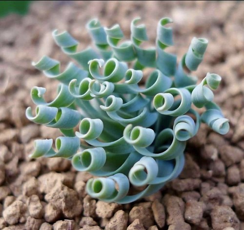 Albuca concordiana growing - concordiana,