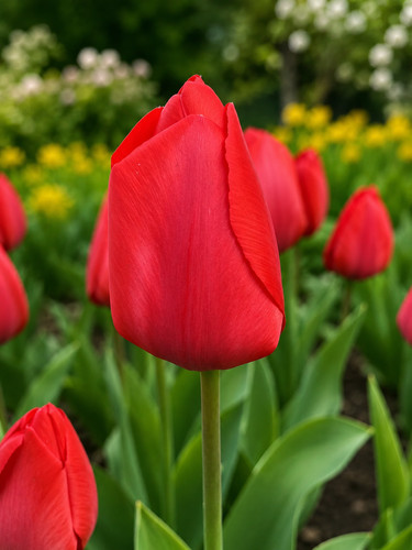 Bulbi tulipani rossi - 10,