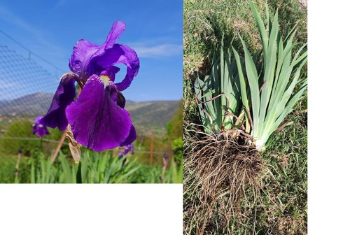 Rizomi bulbi iris germanica - rizomi,