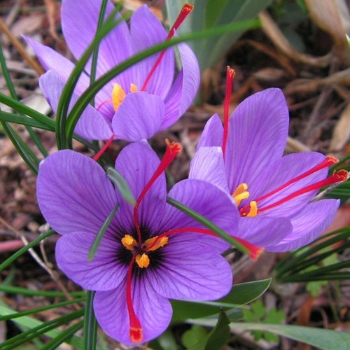 Offerta bulbi crocus - offerta,