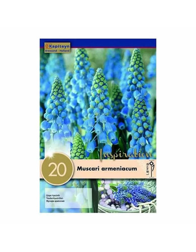 Bulbi autunnali muscari - bulbi,