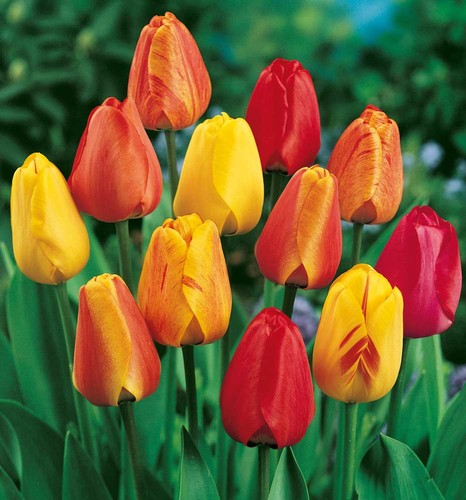 Tulipani mini vaso - tulipani,