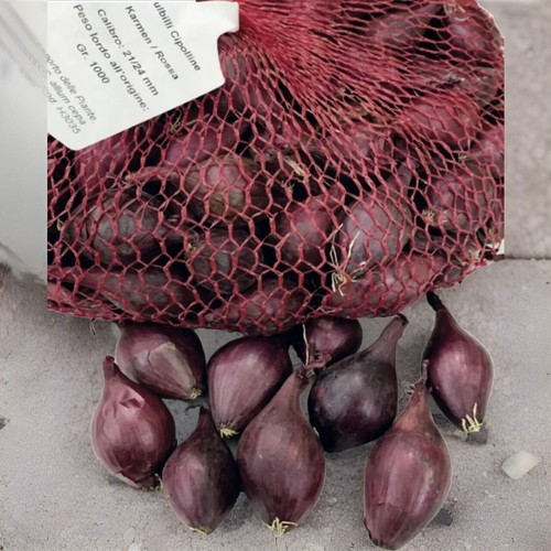 Bulbi cipolla red - cipolla, 1
