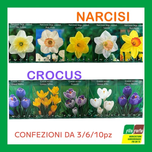 Bulbi fiore nacisi crocus - da,