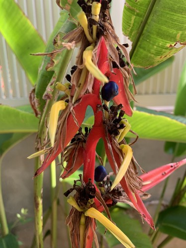 Heliconia schiedeana 1 live - heliconia,