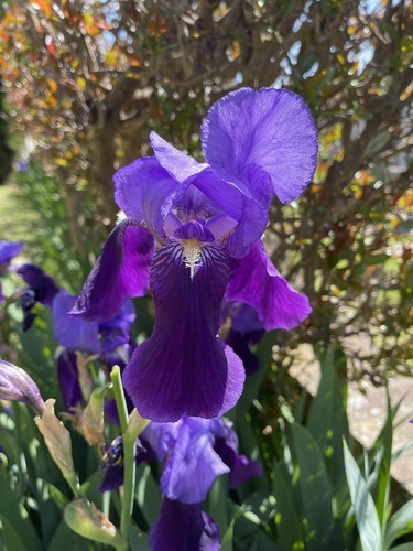 Bulbi rizomi iris - 30,