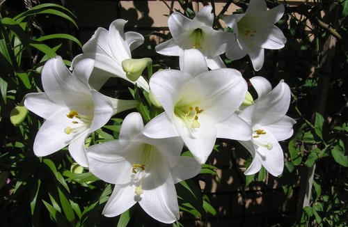 Giglio sant antonio lilium - di, sant'antonio,