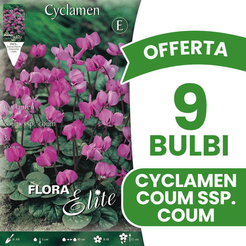 Offerta bulbi ciclamino - bulbi,