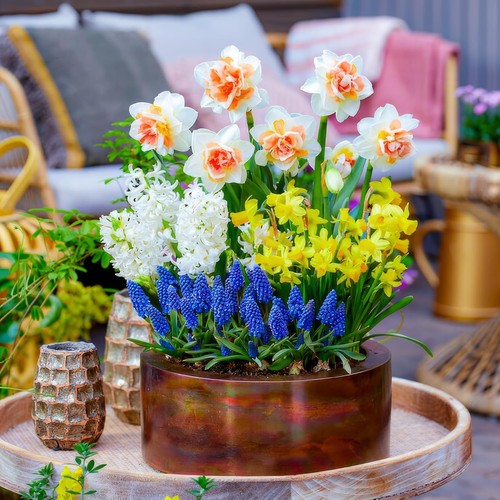 Bulbi fiori misti - di,