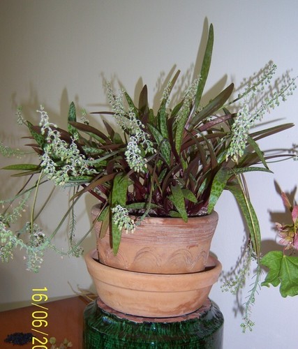 Bulbi scilla violacea - 3,