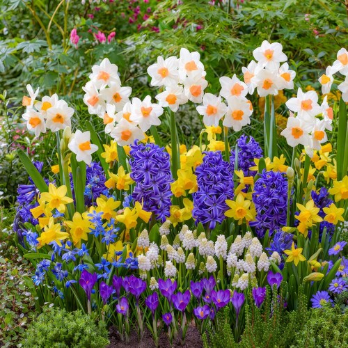 Bulbi fiori misti - di,