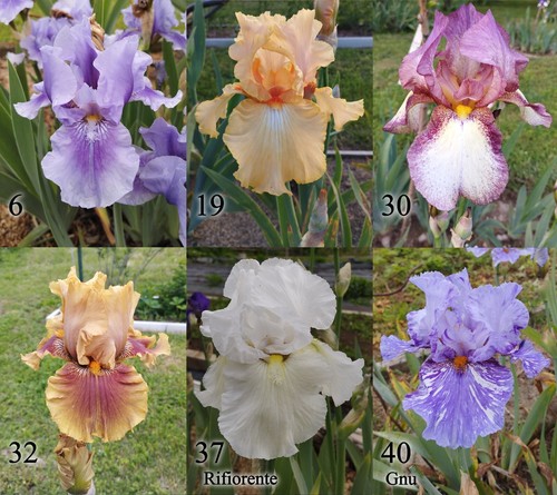 Iris germanica vari colori - germanica,,