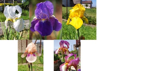 Mix colori iris germanica - mix,