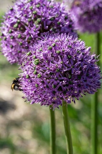 Bulbi allium gigante - 2,
