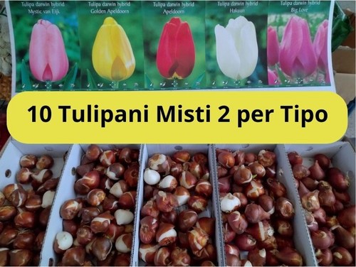 Bulbi tulipani darwin in - tulipani,
