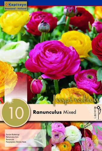 Bulbi ranuncolo mixed pz - ranuncolo, 10