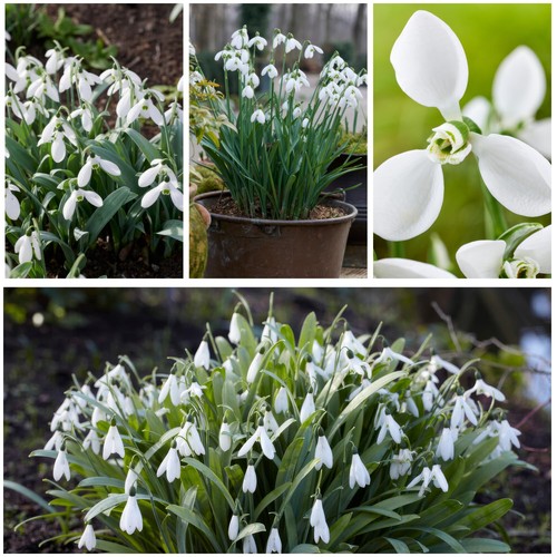 Bulbi bucaneve galanthus - bulbi,