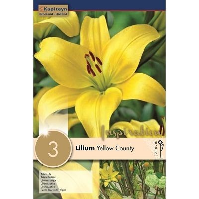 Bulbi liulium yellow - bulbi,