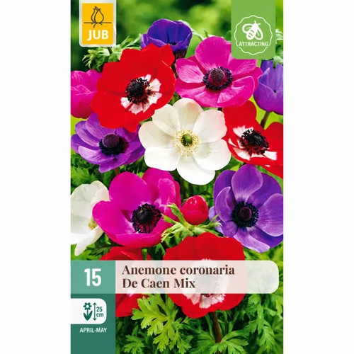 Bulbi anemone mix caen - anemone,