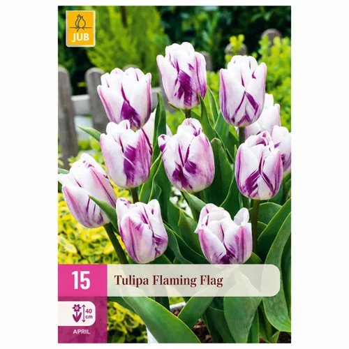 Bulbi tulipano bicolore - tulipano,