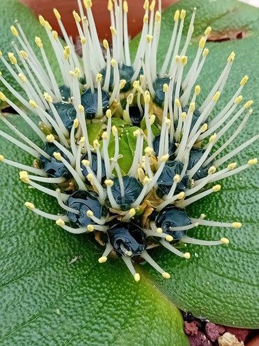 Massonia mix specie - massonia,